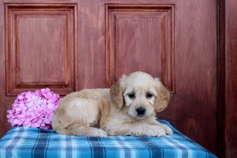 puppy, for, sale, Mini  Goldendoodle, Matthew B. Stoltzfus, dog, breeder, Gap, PA, dog-breeder, puppy-for-sale, forsale, nearby, find, puppyfind, locator, puppylocator, aca